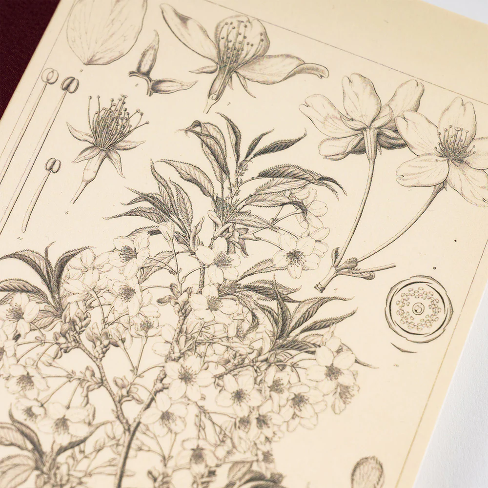 Hobonichi Graph Notebook [Tomitaro Makino: Yamazakura] A5 - Image 4