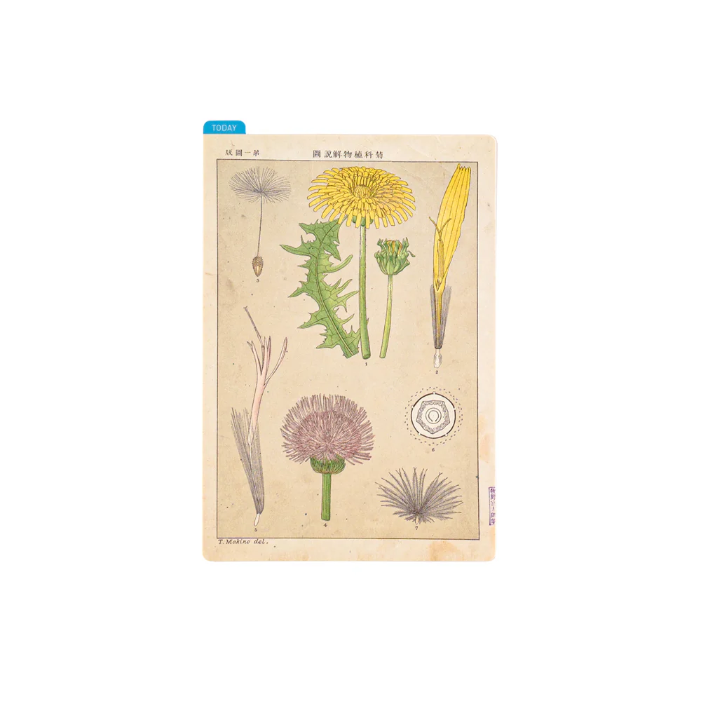 Hobonichi Pencil Board [Tomitaro Makino] - Image 10