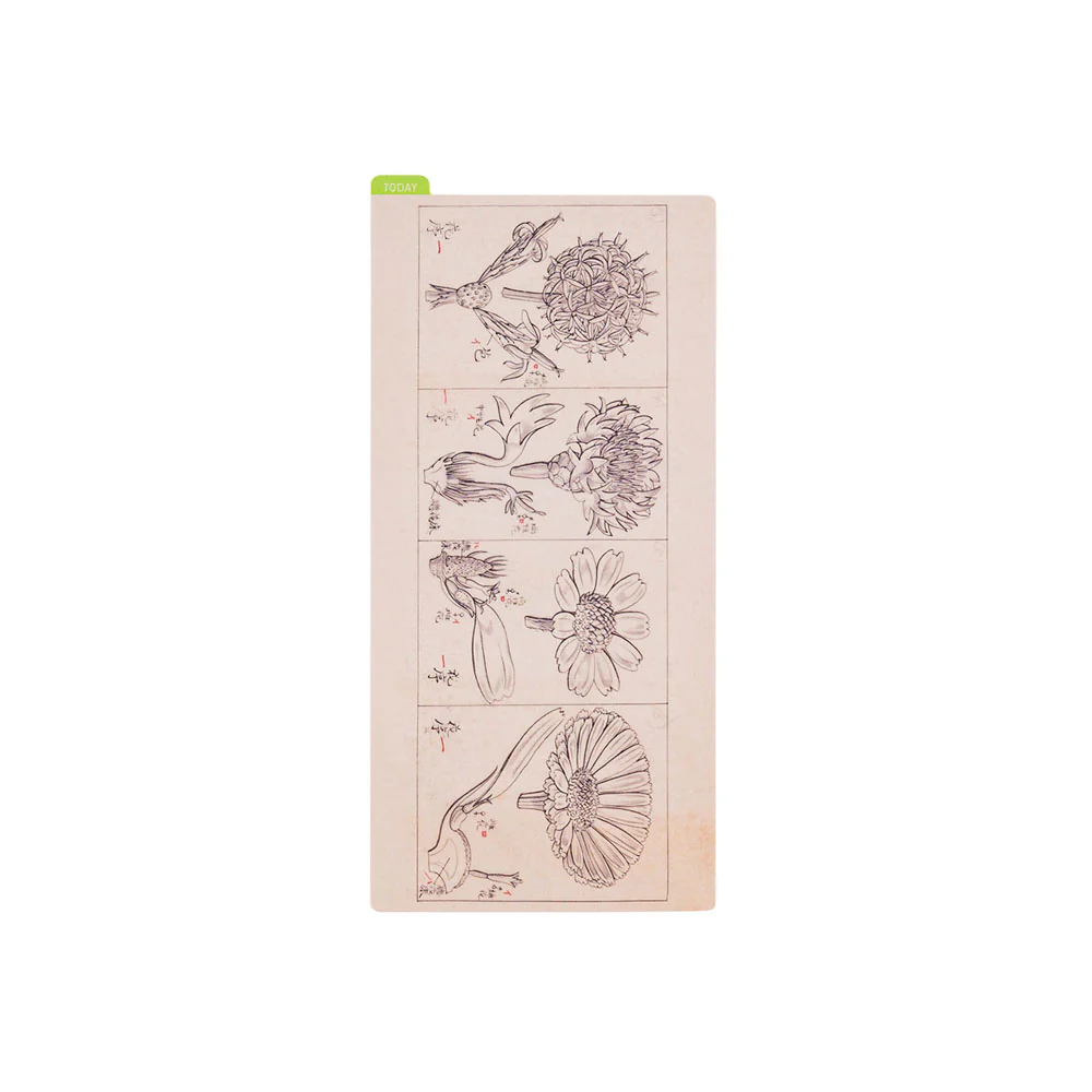 Hobonichi Pencil Board [Tomitaro Makino] - Image 11