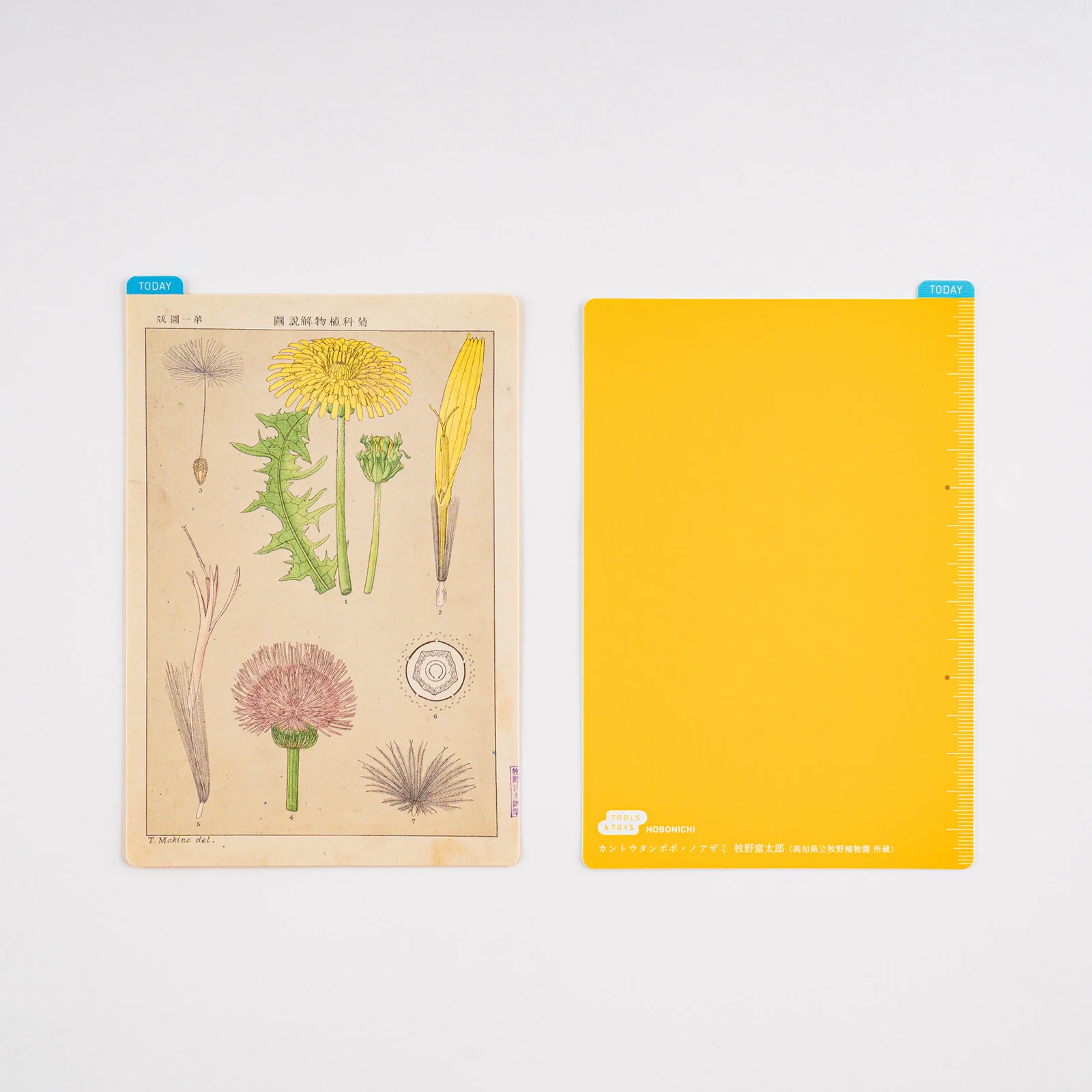Hobonichi Pencil Board [Tomitaro Makino] - Image 4