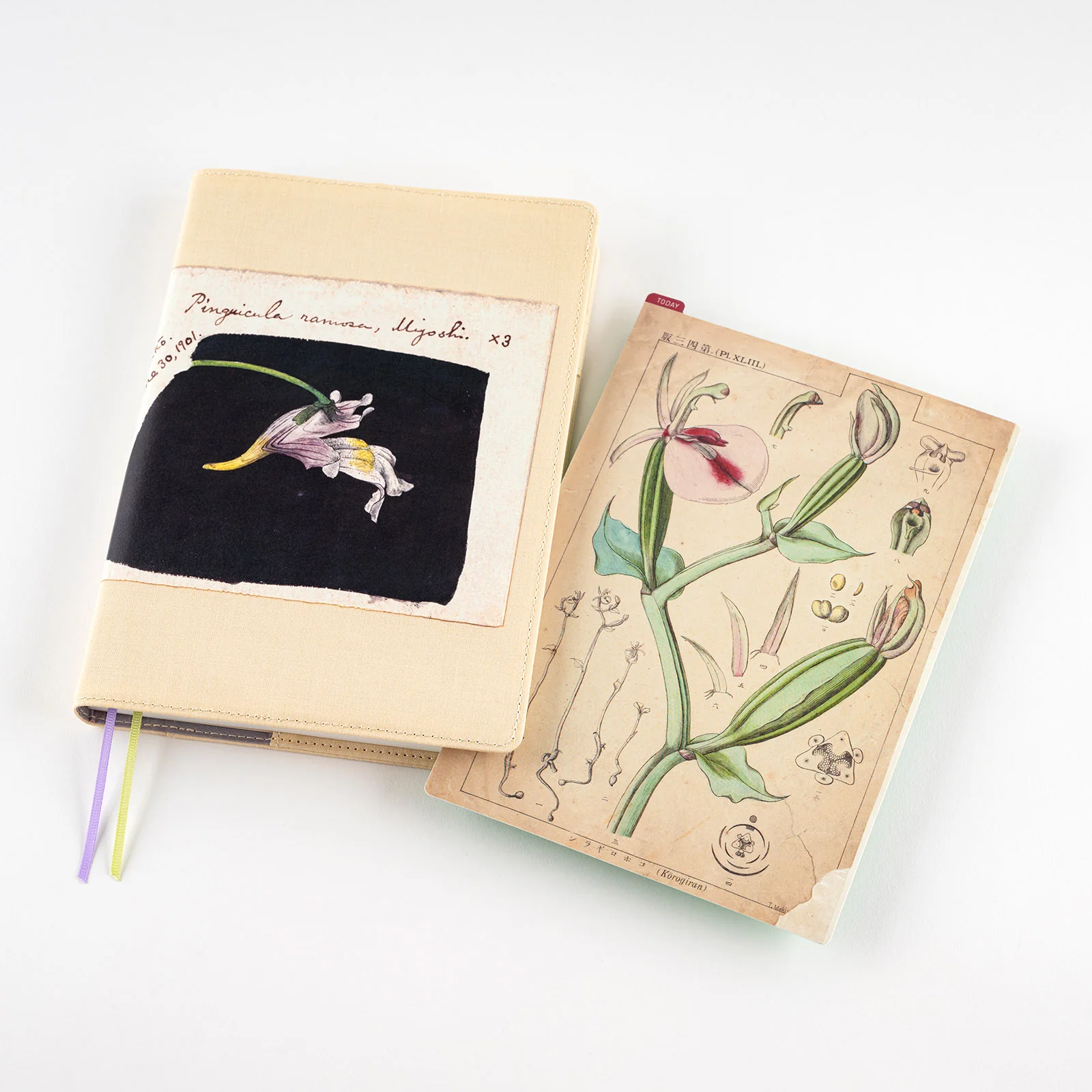 Hobonichi Pencil Board [Tomitaro Makino] - Image 5
