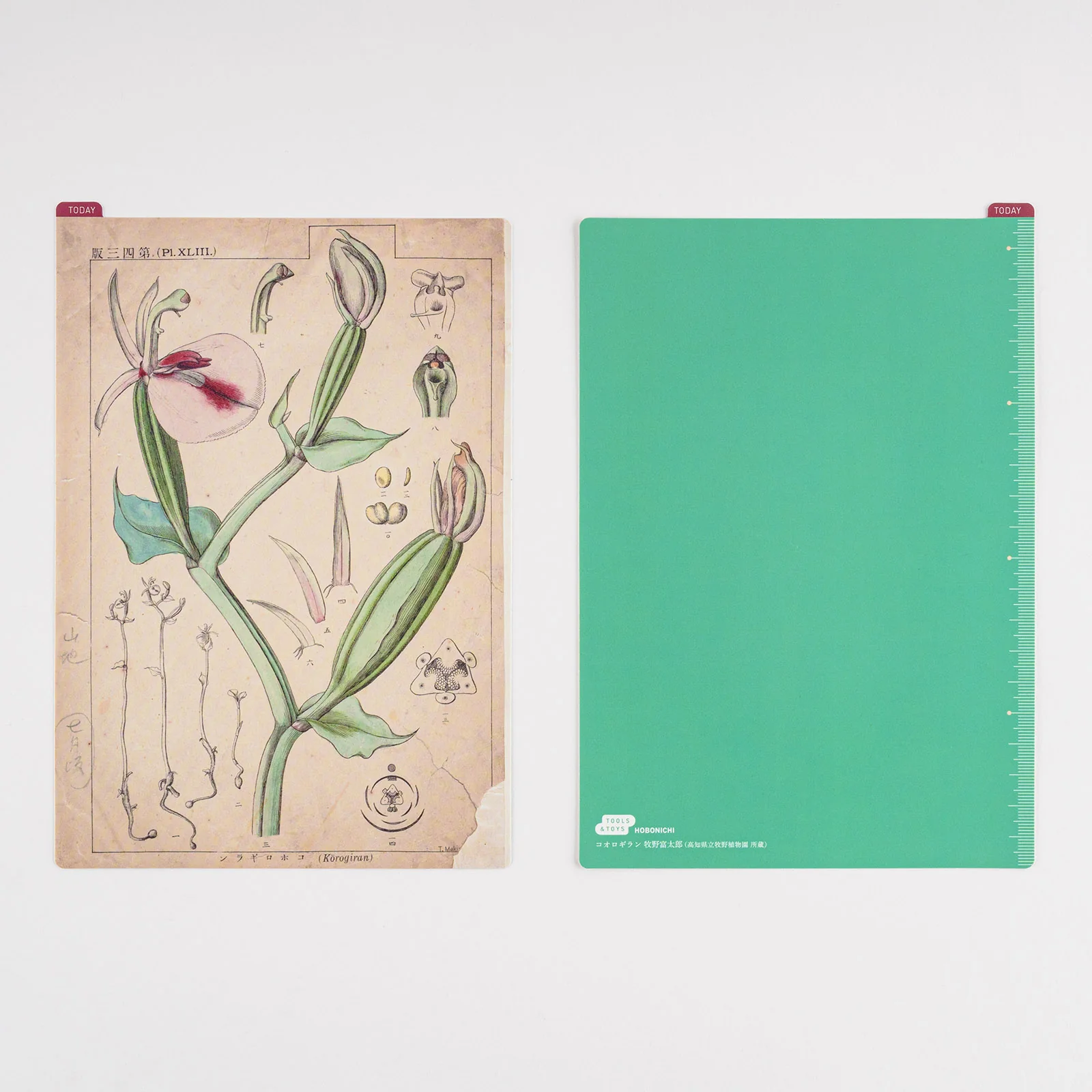 Hobonichi Pencil Board [Tomitaro Makino] - Image 6