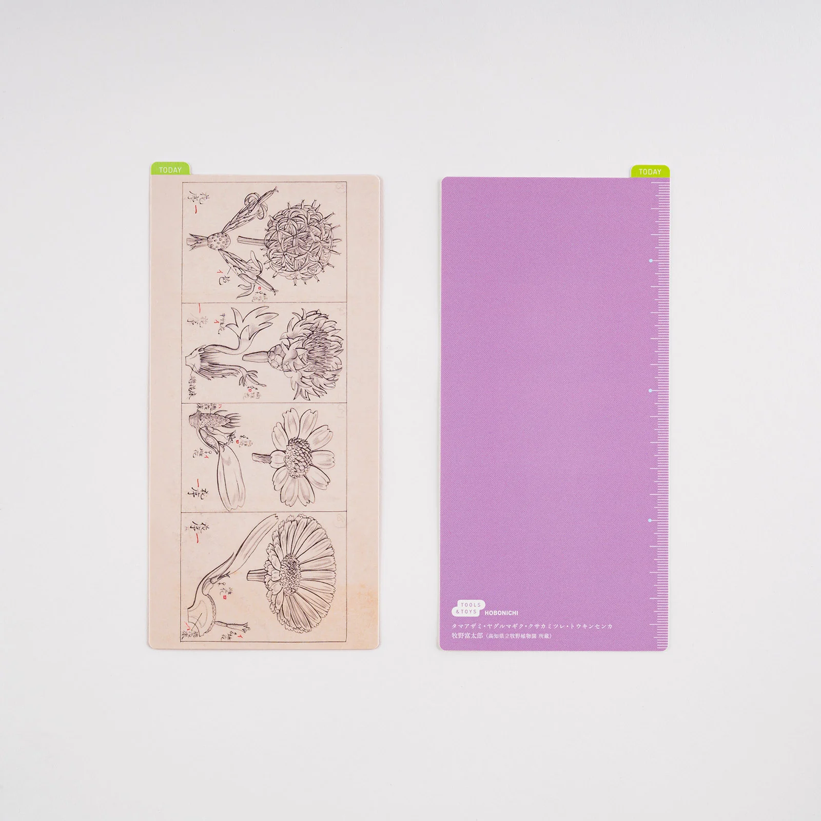 Hobonichi Pencil Board [Tomitaro Makino] - Image 7