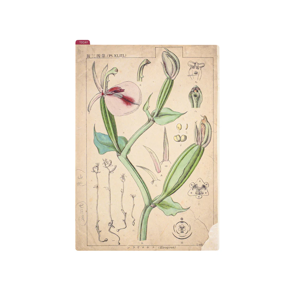 Hobonichi Pencil Board [Tomitaro Makino] - Image 9